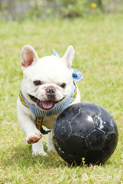 「鼻ペちゃ展」 （TODAYS GALLERY STUDIO）