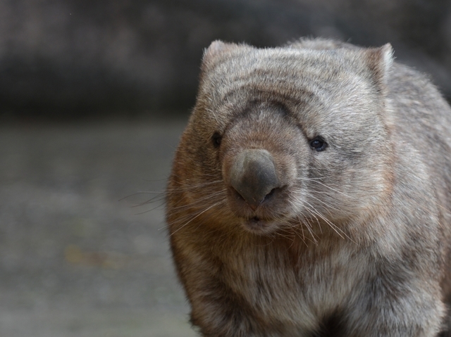 ヒロキは、つぶらな瞳と、おでこの三本線が特徴のコモンウォンバットです。