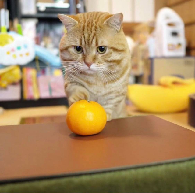 「猫と、こたつと、思い出みかん」