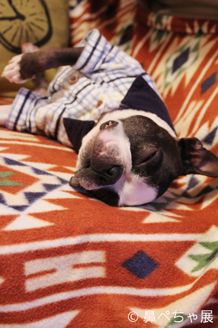 「鼻ペちゃ展」 （TODAYS GALLERY STUDIO）