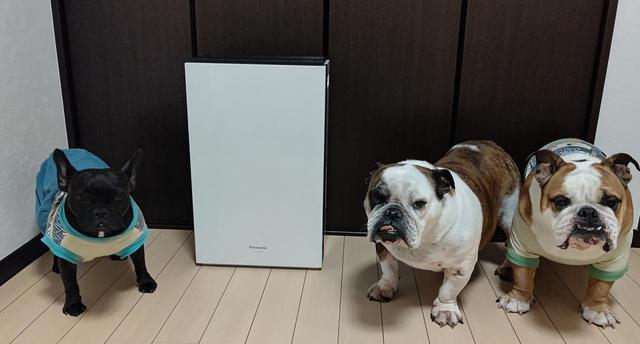 犬3匹と「次亜塩素酸 空間除菌脱臭機（ジアイーノ）F-MV4300」