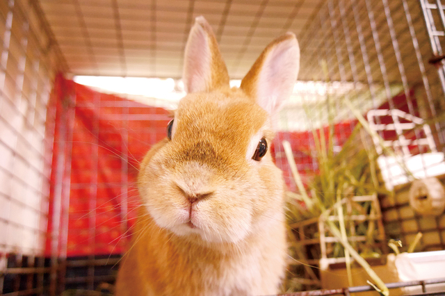 うさぎと遊べる専門店Ra.a.g.f原宿店