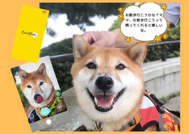 愛犬や愛猫の気持ちがわかる!? 写真や動画にセリフがつくアプリがめちゃ楽しい（正直レビュー） - ハピママ*