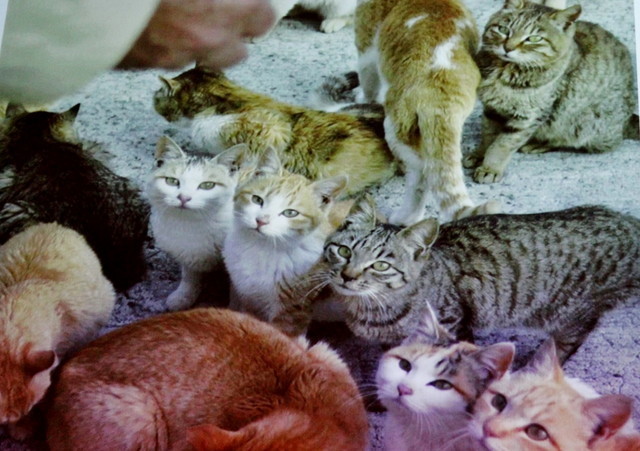 じっとこちらを見つめてくるネコたち。こんな目で見られたいです。鞄いっぱいにカリカリを詰めていくしかないのでしょうか。