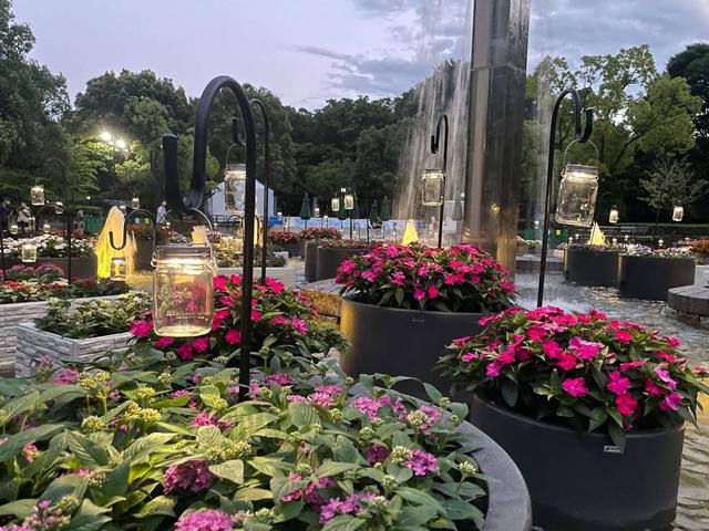 【府中の森公園】ライトアップで昼間とは違った表情を見せる花たち