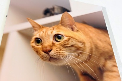 猫缶にゃんこ”にキュン! あっちもこっちもニャンまみれの「猫アート