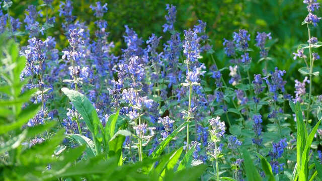 【新富良野プリンスホテル】季節の花々