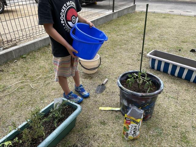 【プランター家庭菜園】植付け直後は水やりをたっぷりと！