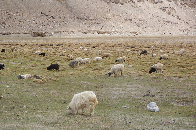 パンゴンツォへの道すがら、放牧されていた家畜の群れ。ヤクだと教えられたが、どうも角の形が違うっぽい。ヤクと牛を掛けあわせたゾと呼ばれる家畜も多い。