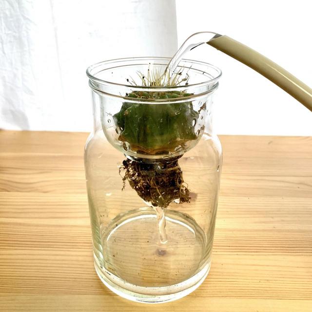 簡単 観葉植物が水だけで長持ちする 水耕栽培 のやり方 育てやすい種類 写真 7 9 ハピママ