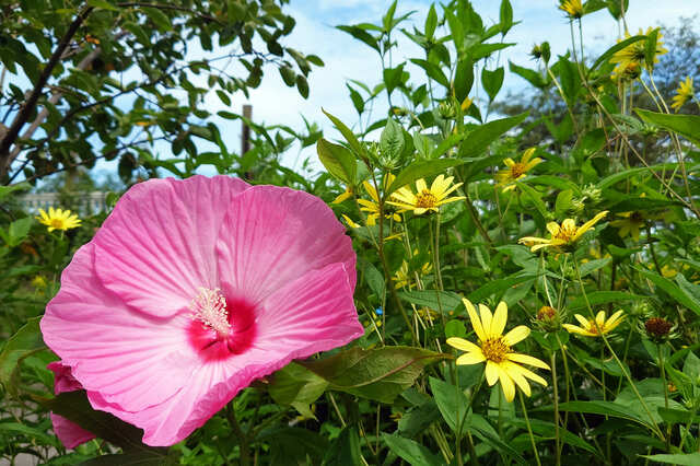 【ACAO SUMMER FOREST】コントラストが美しい夏の花