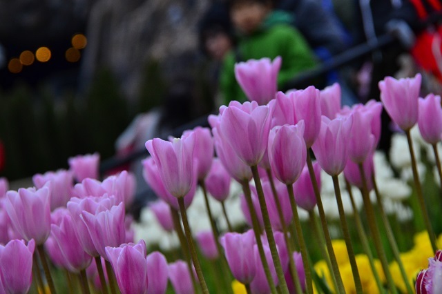 「ザンビーニ・ブラザーズ・リストランテ」付近のチューリップ。品種:リリローザ ©Disney