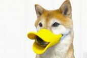 かわいいだけじゃない！犬用「アヒル口輪」はとっても優しい実用アイテムでした