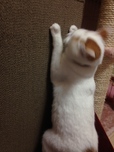 筆者の飼い猫、小雪ちゃん／この爪研ぎのおかげで、筆者の部屋の壁は傷知らず！