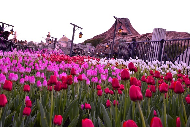 「ザンビーニ・ブラザーズ・リストランテ」付近のチューリップ(赤メイン、夕暮れに撮影)©Disney