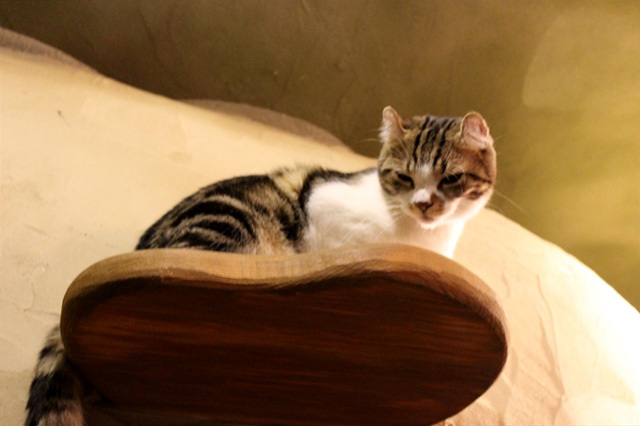 可愛くてキュンキュンする「吉祥寺ねこ祭り」の猫たち