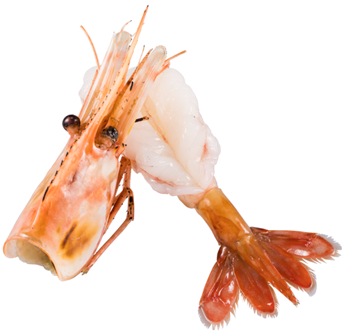 天然 特大ぼたん海老