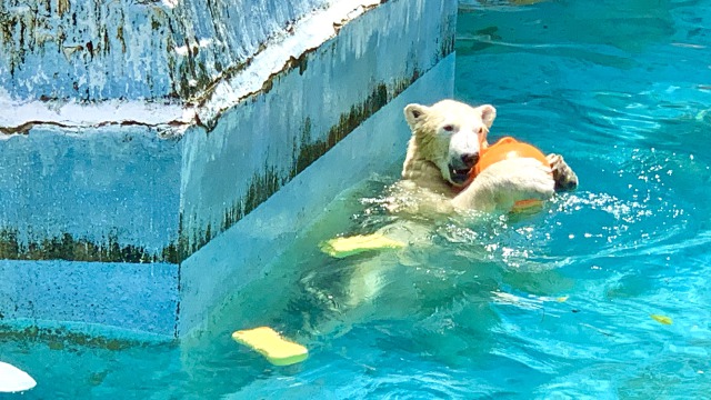 ホッキョクグマは大きくなってもおもちゃで遊ぶのね