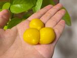 【100均ダイソーの楽しいお菓子コーナー3種】フルーツの形を形どったグミが可愛らしいので全種類食べたくなります