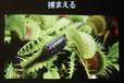 食虫植物トークショー/挟み込み式