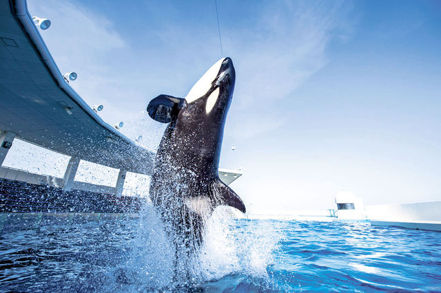 日本で唯一のシャチのパフォーマンス。豪快な水しぶきが陽の光で輝き、シャチのパワーを体感できる。トレーナーとの絆にも感動！　鴨川シーワールド【千葉・鴨川】
