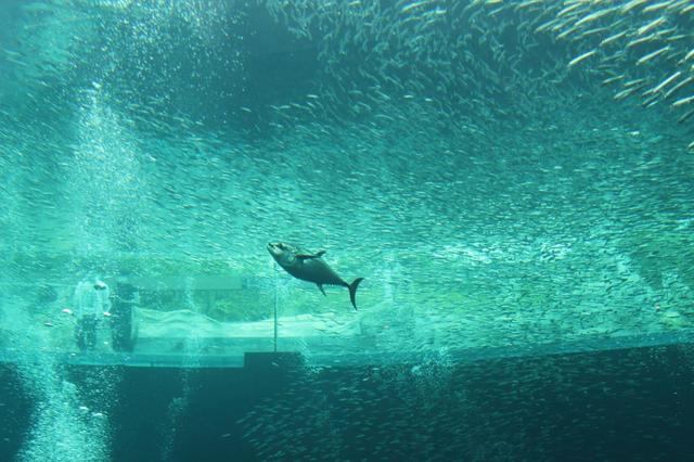 黒潮水槽のイワシを追いかけるマグロ。ダイナミックな動きを見ることができる