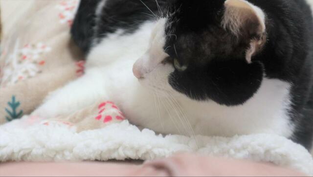 【ニトリ ペットが入れるひざ掛け】「ん？いつもよりぬくいな…？　悪くない…」