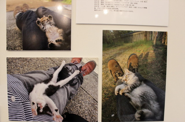 お寺や神社にいる猫たち。この安心しきった表情！（河井蓬）