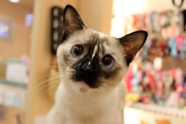 可愛くてキュンキュンする「吉祥寺ねこ祭り」の猫たち