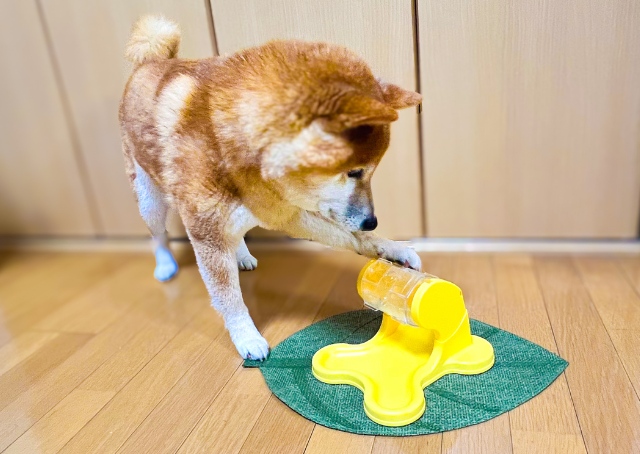 【ペット】大発見からの大成功！わんこのための「ガラポン式自飯機」が超おすすめだった - ハピママ*