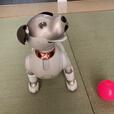 踊り切って得意げな表情をみせるaibo