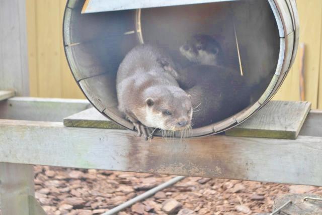 LABO11『フォレストリウム』のコツメカワウソ
