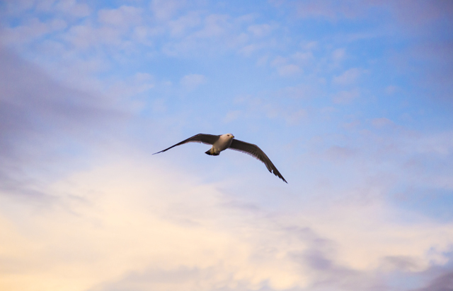 豪華クルージングで横浜の夜景を楽しめる「ゆかた祭り」