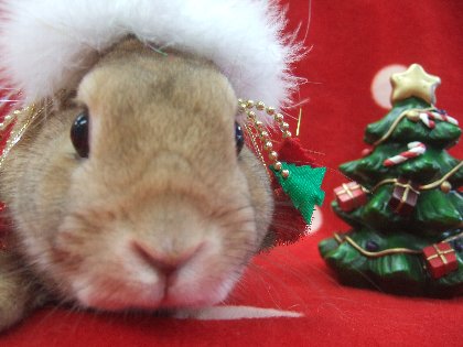 クリスマス動物園