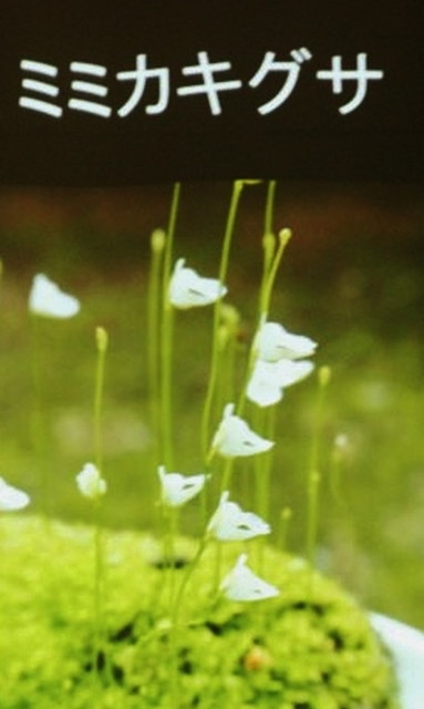食虫植物トークショー/ミミカキグサ