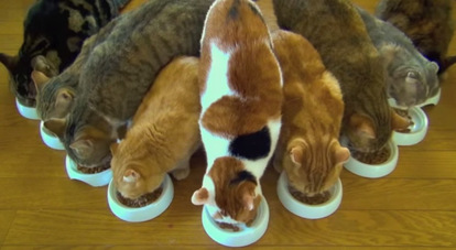猫軍団 かわいさも数百倍 集団 猫 の厳選 萌え動画 3つ 1 3 Mimot ミモット