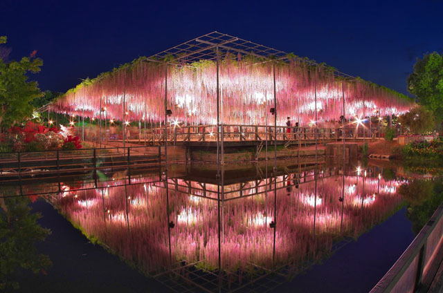 撮影地：あしかがフラワーパーク / カメラ：PENTAX K-30