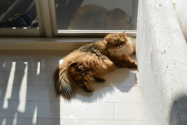 しょんぼり顔のモフモフ猫　ふーちゃん