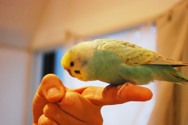 ことりカフェ/表参道店・ことりたち