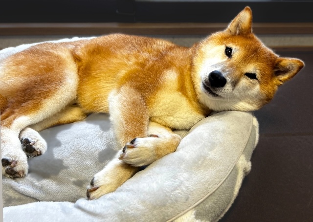 【ニトリのペットベッドNウォーム】フチを枕にして寝られる