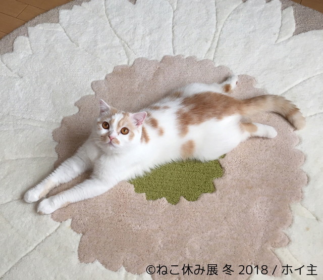 ホイップ(ホイ主)