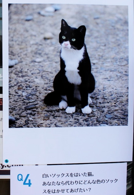 たとえば、Q「白いソックスをはいた猫。あなたなら、代わりにどんな色のソックスをはかせてあげたい？」など。猫の写真と心理テストが同時に楽しめる、一石二鳥の展示です。