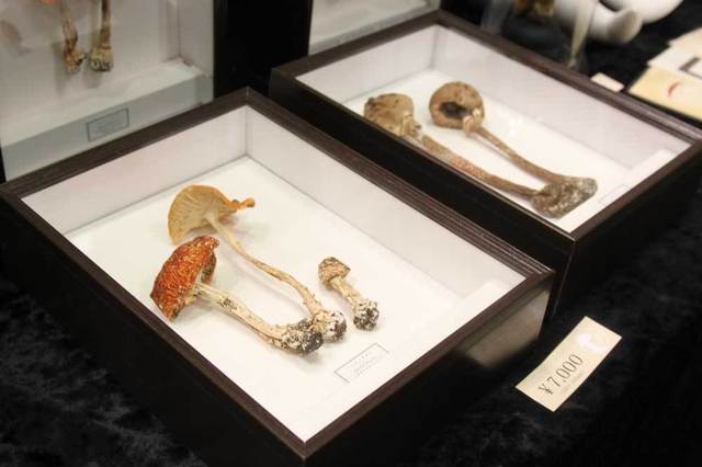 「きのこ額」の、本物のキノコを加工して額縁に飾ったオブジェ。