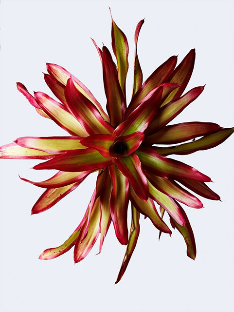 「ウルトラ植物博覧会」で展示されている植物たち