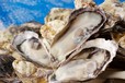 播磨灘産の『牡蠣食べ放題』