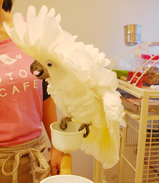 ことりカフェ／表参道店・ことりたち