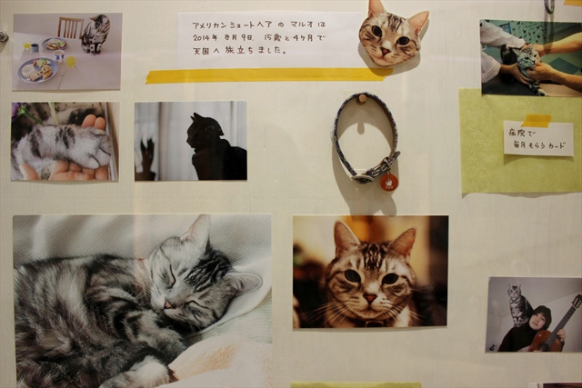 可愛くてキュンキュンする「吉祥寺ねこ祭り」の猫たち