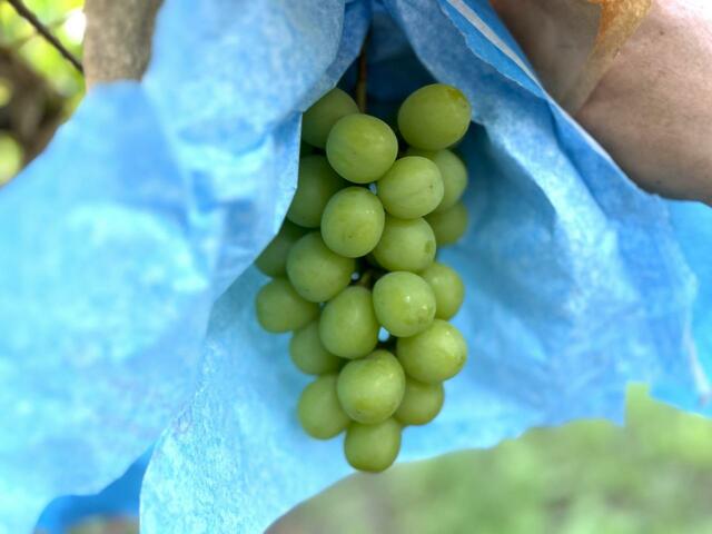 「シャインマスカット」【シャインマスカット・にっこり梨・三水のりんご食べ放題】