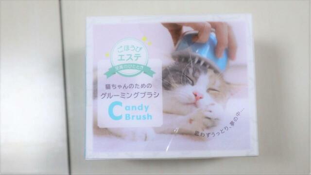 【Cheerble 猫ブラシ 猫ちゃんのご褒美エステ キャンディ】負けを認めざるを得ない、あざと可愛い三毛の子猫