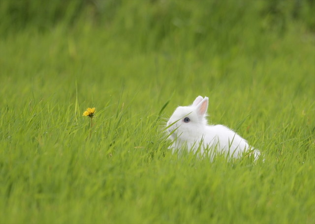 うさぎしんぼる展